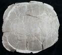 Oligocene Tortoise (Stylemys) - Removable From Base #9874-6